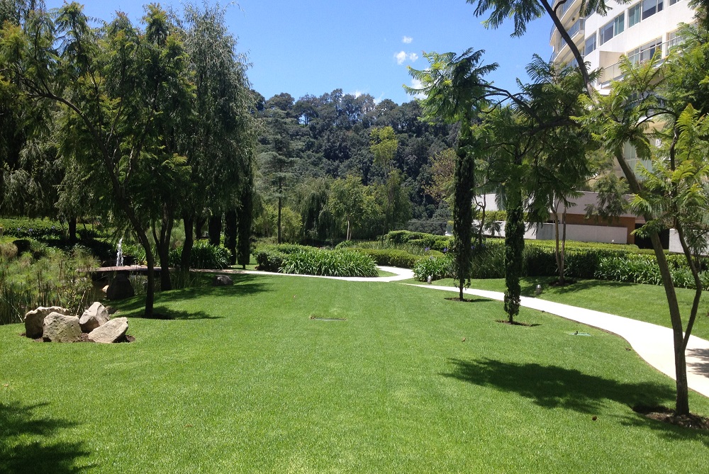 Olivo Jardineria